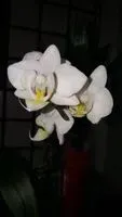金金