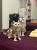 無敵硬熊貓