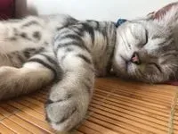 瑞法提歐