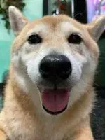 左丘狐