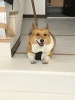 打樁機