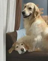 沙西米