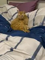 李大熊