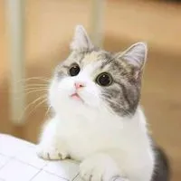 舔舔ㄦ