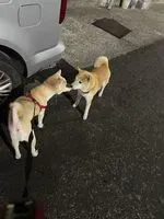 法克尤