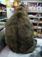 張兮兮