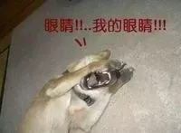 永遠忠誠