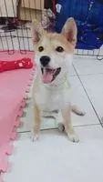 爆漿香腸