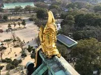 胖大叔