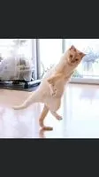 龐貢貢