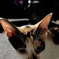 噓~~