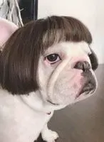 羊舌檸檬