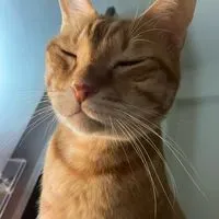 Meow