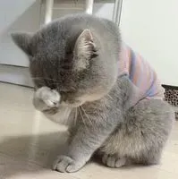 貓泥