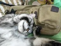 生未必樂 死未必苦