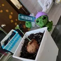 鳳華玥綾
