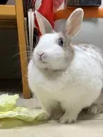 有點弱樹懶叫花雞拔蘿蔔