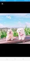 曾小花福氣