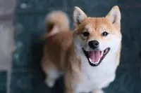 小旺