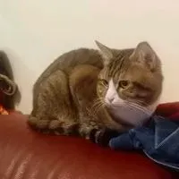 無敵歪外傷藥膏