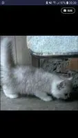 小豬