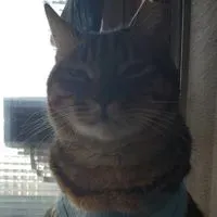 隔壁大貓