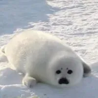 東門海豹
