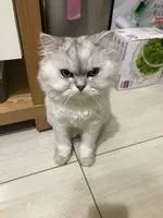 Li Ya