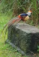 蜘蛛人