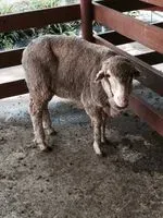 乞兒