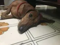 臘腸