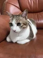 西屯狠咬勺雞