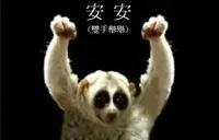 傻眼貓貓