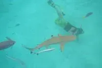 艾力克斯