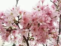 Haru
