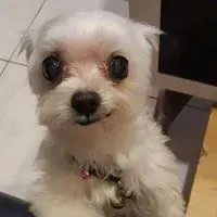 坪林快拋蘋果
