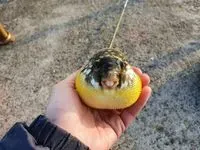 河豚小釣手