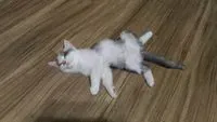 大目