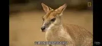 Kan哥roo