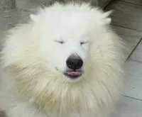 君君