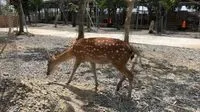 傑飛