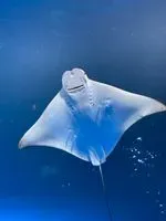微壞鯨魚