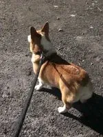 芳
