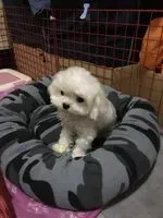 烏龜