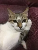喵ㄉ看我給錢
