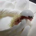 千年