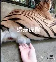 小蟲一隻