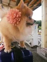 孟孟