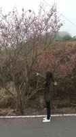 采育