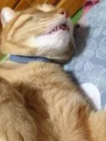 DDNorME